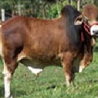 Maharashtra Livestock Development Board, Akola